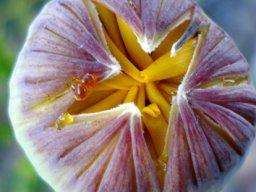 Euryops serra bud becoming curious